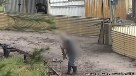 Australia Outrage At Greyhound Live Baiting Footage Bbc News
