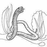 Snake Coloring Pages Mamba Printable Top Branch Baby Naughty Kid sketch template