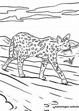 Raubkatzen Serval Ausmalen Wildtiere sketch template