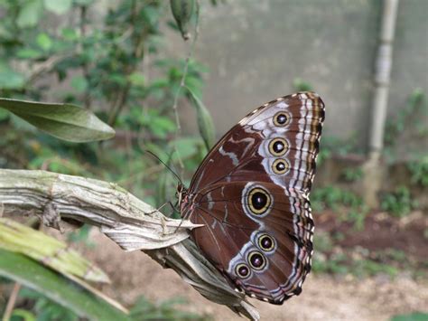 blue morpho butterfly myenglishguidecom