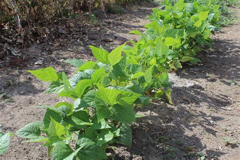 grow green beans   garden  stoney acres growing