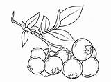 Blueberry Coloring Pages Blueberries Clipart Printable Branch Drawing Sketch Berries Print Bush Fruits Fruit Outline Clip Supercoloring Line Kids Colouring sketch template