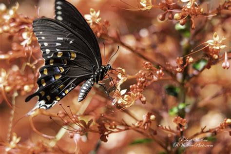 How To Get Great Photographs Of Butterflies — Destination Wildlife™