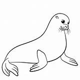 Seal Drawing Coloring Seals Line Pages Getdrawings sketch template