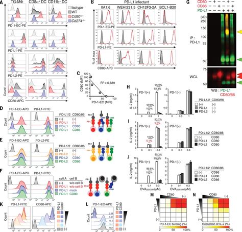 restriction  pd  function  cis pd lcd interactions  required  optimal  cell