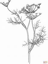 Fennel Ausmalbilder Ausmalbild Fenchel Supercoloring Botanical Daucus Carota Skip Main sketch template