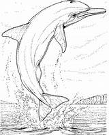 Dolphin Dolfijnen Kleurplaat Dolfijn Kleurplaten Delphin Colorat Delfine Ausmalbild Saute Dauphin Lumba Malvorlage Mewarnai Dolphins Hors Planse Ausmalen Zum Delphine sketch template