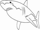 Weisser Ausmalbild Ausmalen Haie Weißer Haifisch Kostenlose Zeichnen Tigerhai sketch template