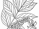 Vernix Toxicodendron Poison Sumac Paxton Sagebud sketch template