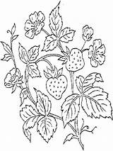 Strawberry Coloring Pages Plant Printable Fruit Strawberries Designs Berries Embroidery Bush Eating Shortcake Color Kids Para Animals Hand Desenho Pintar sketch template