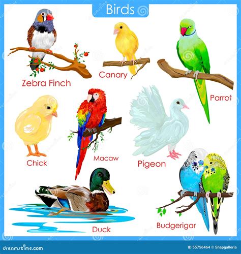 chart  colorful birds stock vector illustration  conservation