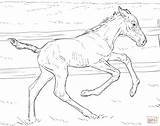 Foal Poulain Pferde Mit Bucking Fohlen Supercoloring Ausmalen Coloriages Ausmalbild Meilleur Souris Trois sketch template