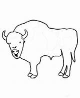 Coloring Bison Drawing Kids sketch template