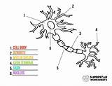 Neuron Neurons Nervous Superstarworksheets sketch template
