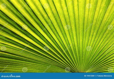 palm leaf stock image image  palm stroke tropical