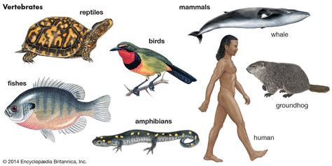 top  animals mammals reptiles amphibians fish  birds