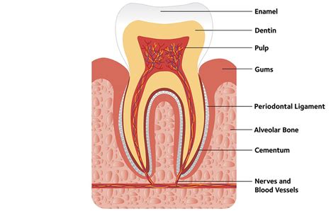 tooth mouthhealthy oral health information