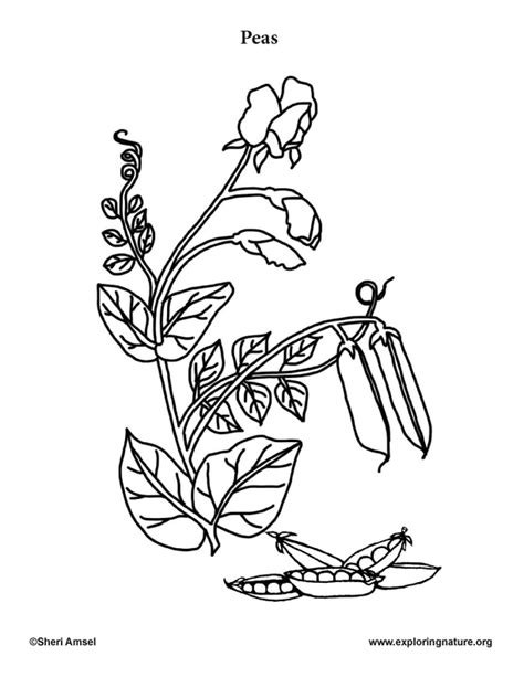 garden vegetables coloring page  coloring home