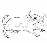 Gerbil Coloring Cute Pages Printable sketch template