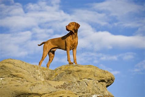 dog standing  cliff stock photo image  pedigree
