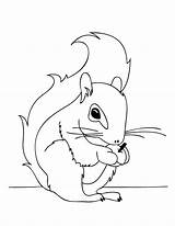 Squirrel Coloring Pages Printable Cartoon Kids Outline Squirrels Tattoo Fall Template Thanksgiving Print Good Line Sheets Simple Popular Continuous Tattooimages sketch template