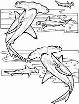 Coloring Marine Pages Animal Shark Hammerhead Animals Hammerheads sketch template