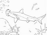 Shark Hammerhead Serrated sketch template