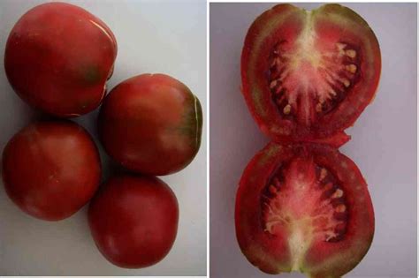 de berao braun tomate gesuender als rote tomaten