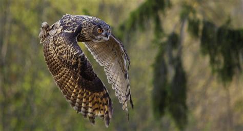 flying giant  bjoern reibert px stunning photography cute animals giants