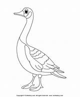 Goose Gans Ausmalbilder Ausmalbild Letzte sketch template