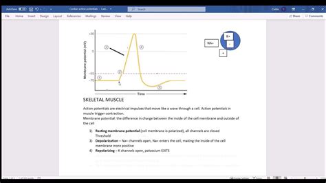 Action Potentials Skeletal Muscle Vs Pacemaker Vs Cardiac Muscle Youtube