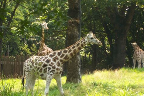 giraffe  bronx zoo animals photo  fanpop