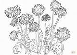 Dandelion Coloring Daisies Pages Gerbera Color Printable Getcolorings Colorings Getdrawings sketch template