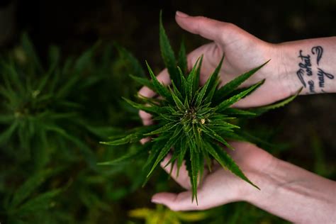 long     grow marijuana weedmania