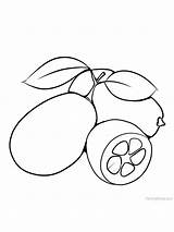 Kumquat Fruits Gaddynippercrayons sketch template