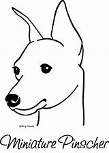 Pinscher Pincher Mini Miniature Pinchers Dog Drawing Min Coloring Pages Template Retriever Doberman Outline sketch template