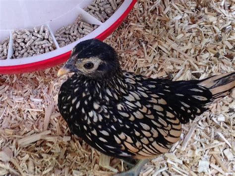 sebright for sale chickens breed information omlet