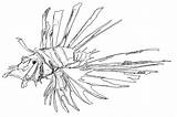 Lionfish Coloring Hungry Pages Getcolorings Getdrawings sketch template