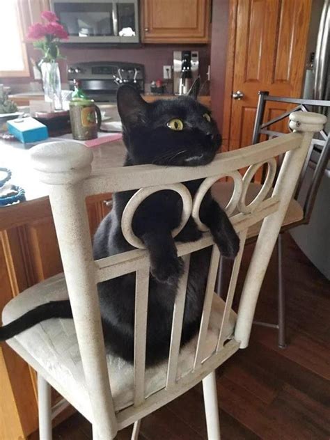 cat  stool  chilling funny animal pictures funny animals funny cat pictures
