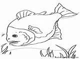 Fish Pages Piranha Coloring Printable Template Kids sketch template