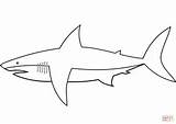 Shark Coloring Easy Pages Sharks Printable Drawing Fish sketch template