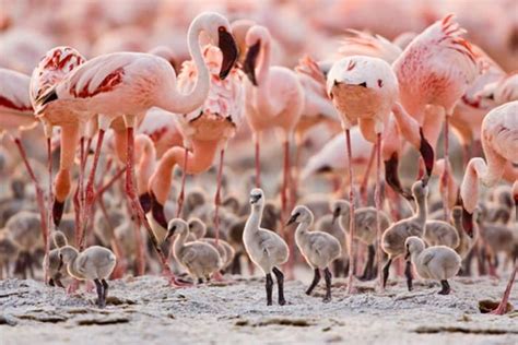 year battle tanzanias flamingo factory  safe