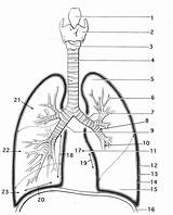 Coloring Respiratory Lungs System Kids Sheet Work sketch template