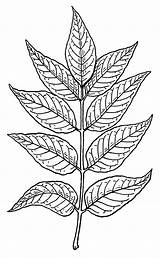 Drawing Tobacco Leaves Clipart Becuo Clipartbest sketch template
