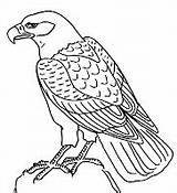 Colorat Planse Vulturi Aguilas Publicat Aguila Aigle sketch template