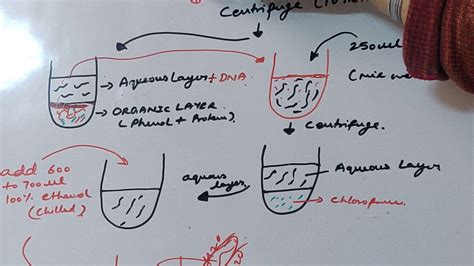 Phenol Chloroform Dna Extraction Method Youtube