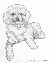 Poodle Sketch Toy Standard Template Templates Sketches sketch template