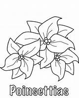 Poinsettia Coloring Pages Flower National Sketching Sketch Color Getdrawings Netart Print Getcolorings Printable sketch template