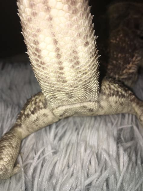 Can Anybody Help Sex My Bearded Dragon It’s About A Year Old Like 17