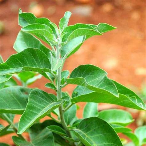 ashwagandha plant buy ashwagandha plant  lilplants